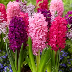 Hyacint Red Dream Mix - Hyacinthus