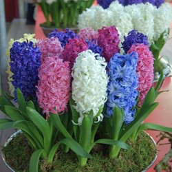 Hyacinthus Fantasy Mix