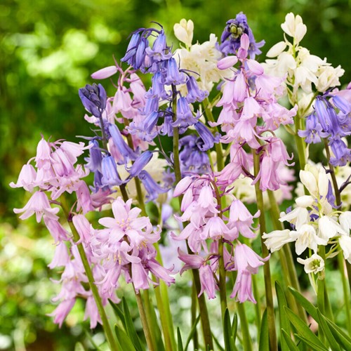 Hyacinthoides Hispanica Mix Spanish Bluebells