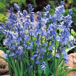 Hyacinthoides Hispanica Blue Spanish Bluebells