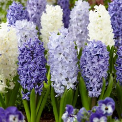 Hyacinten Blue Water Mix - Hyacinthus