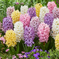 Hyacinths Pastel Mix - Hyacinthus
