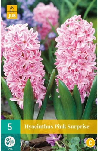 Hyacinth Pink Surprise - Hyacinthus