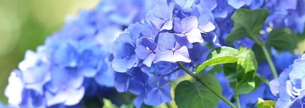 Prune Hydrangea