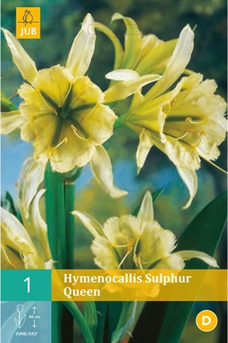Hymenocallis Sulphur Queen  ? Spider Lily