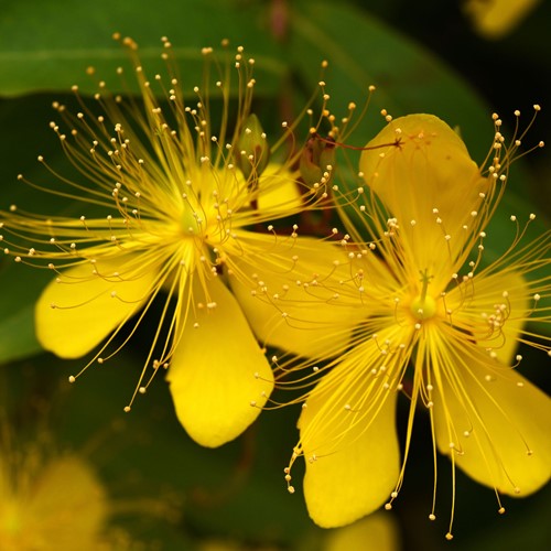 Hypericum Calycinum Rose of Sharon