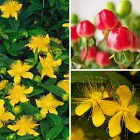 Hypericum Calycinum Rose of Sharon-2