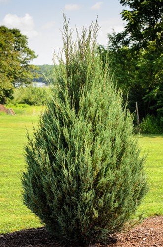 Juniper Compressa - Juniperus communis