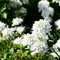 Candytuft Weisser Zwerg (Iberis)