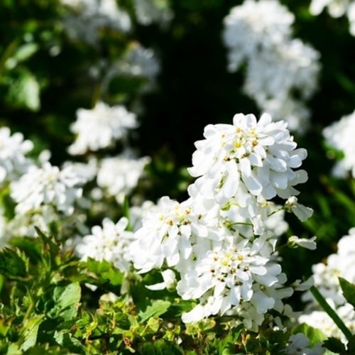 Candytuft Weisser Zwerg (Iberis)