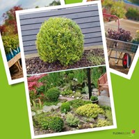 Ilex crenata Caroline Upright - Japanse Holly (P9.5)-2