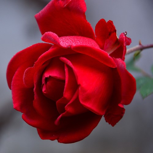 Rose Ingrid Bergman – Large-Flowered Rosa