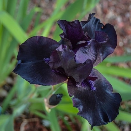 Iris Germanica Black Knight - Bearded Iris (Three-pack)