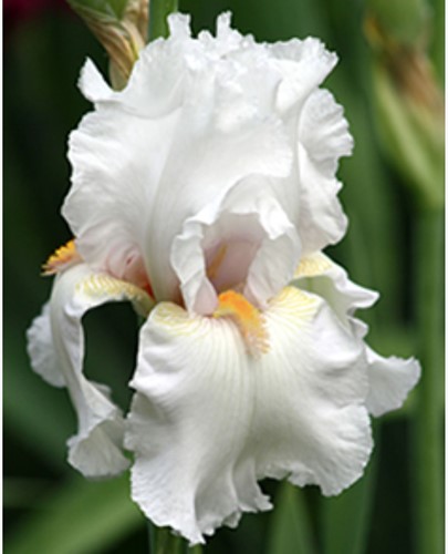 Iris Germanica Immortality - Bearded Iris (Six-pack)
