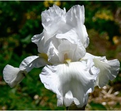 Iris germanica Immortality - Bearded Iris