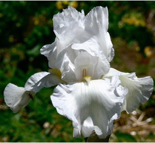 Iris germanica Immortality - Bearded Iris
