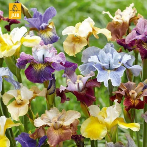 Iris Sibirica Peacock Mix - Siberian iris