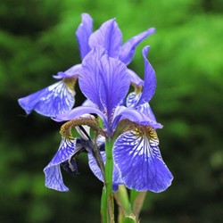 Iris Sibirica Perry's Blue - Siberian iris