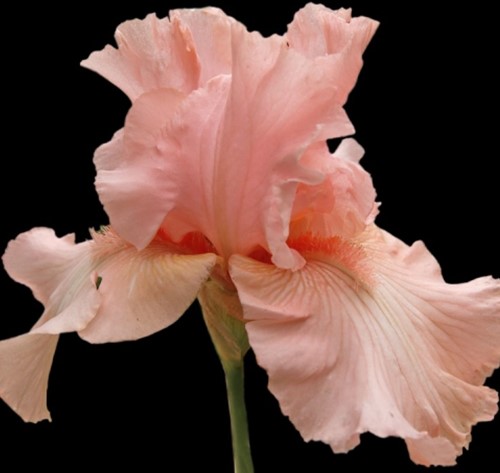 Iris Germanica Pin up Girl - Bearded Iris (Three-pack)