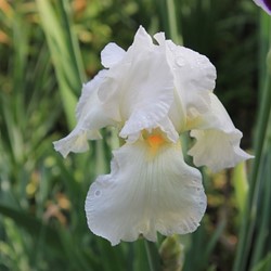 Iris Sibirica Snow Queen - Siberian iris