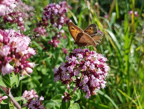 Origanum Herrenhausen - Marjoram