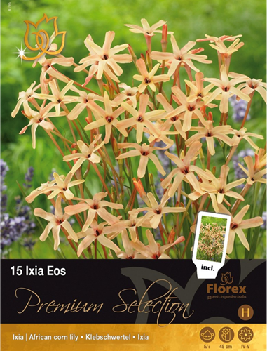 Ixia Eos - Corn lily