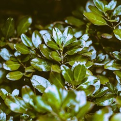 Ilex crenata Convexa - Japanse Holly