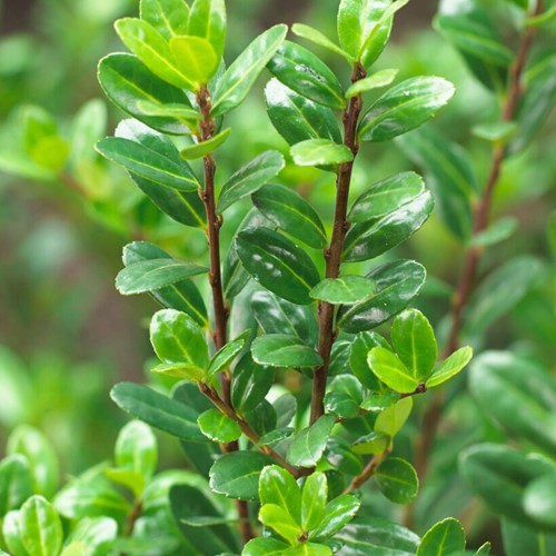 Ilex Crenata Caroline Upright - Japanse Holly P 9,5 (Six-pack)