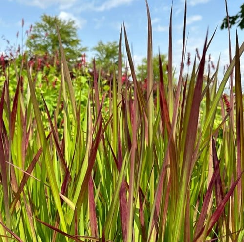 Japanese Blood Grass Red Baron - Imperata cylindrica
