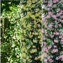 Jasmijn Mix - Toscaanse Jasmijn en Japanse Sterjasmijn