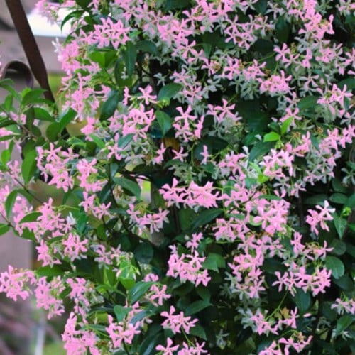 Asiatic Jasmine Pink Showers Trachelospermum asiaticum