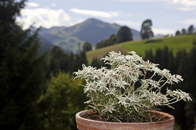 Edelweiss Leontopodium Alpinum