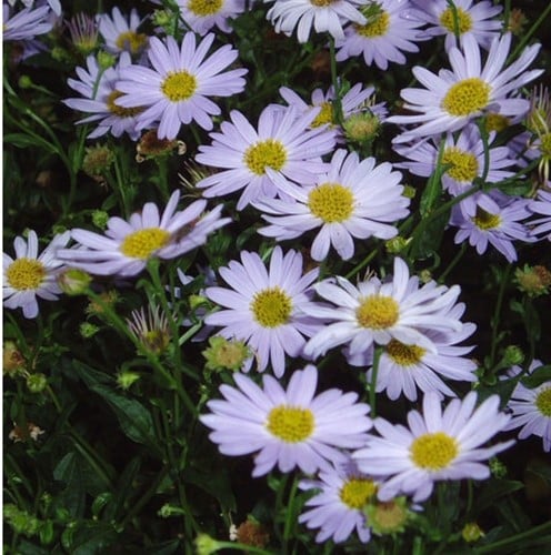 Kalimeris incisa Blue Star - Kalimeris