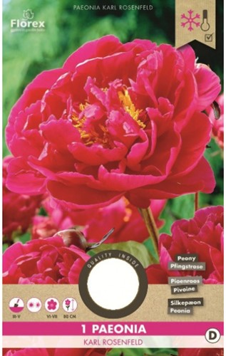 Peony Karl Rosenfield - Paeonia