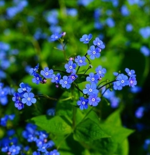 Great forget-me-not - Brunnera Macrophylla