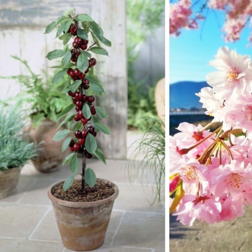 Cherry Sylvia - Prunus avium