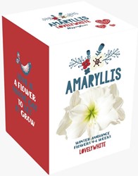 Christmas Amaryllis White