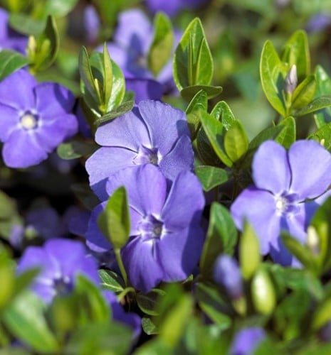 Common Periwinkle - Vinca minor (Six-pack)