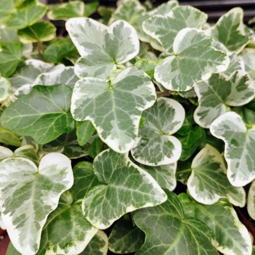 Hedera Helix Glacier (Six-pack)