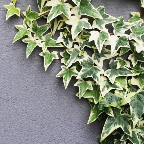 Hedera Helix Goldheart - Common Ivy C2