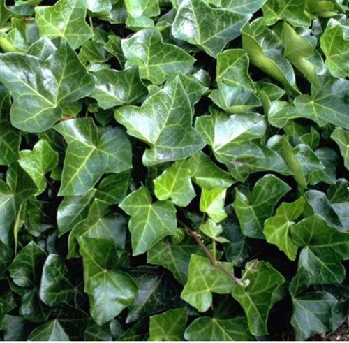Ivy Woerner - Hedera Helix (Six-pack)