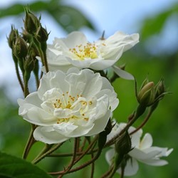 Climbing Rose Iceberg - Rosa