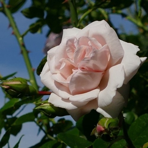 Climbing Rose New Dawn - Rosa