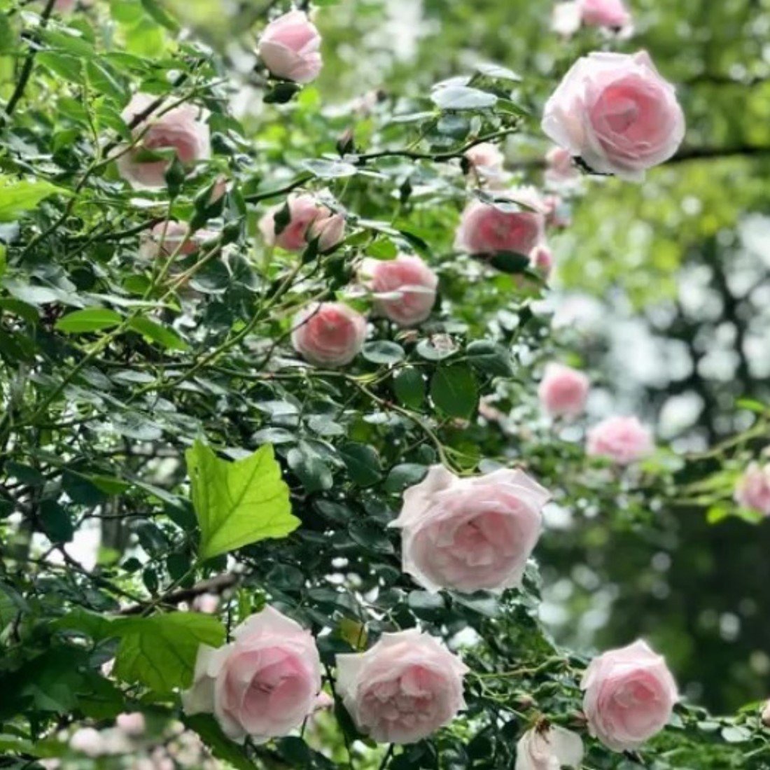 Climbing Rose New Dawn