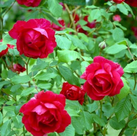 Buy Climbing Rose Pauls Scarlet online at Gardencentre Koeman