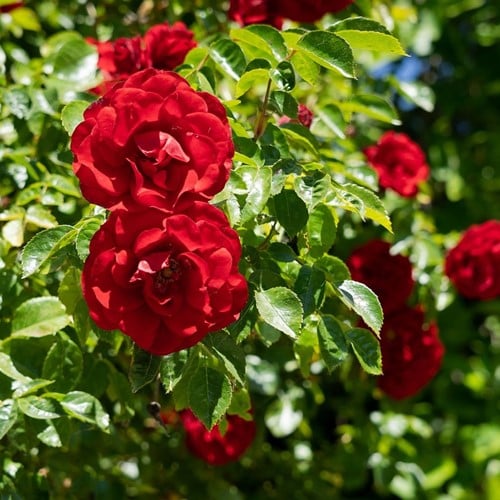 Climbing Rose Paul's Scarlet - Rosa