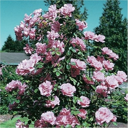 Climbing Rose Waltz Time - Rosa