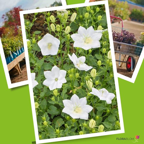 Bellflower White Clips - Campanula carpatica (Six-pack)