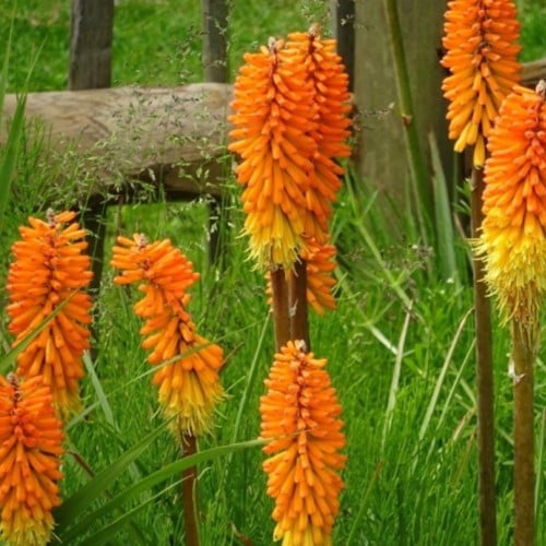 Kniphofia Royal Castle - Tritoma