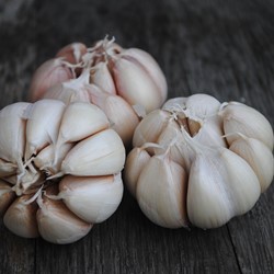 Knoflook - Allium sativum